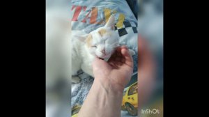 Тишка балдеет