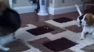 Всё о БИГЛЯХ! // ВСЁ что ты должен знать! Перед тем как завести бигля! // Duby // Luna // Sofia