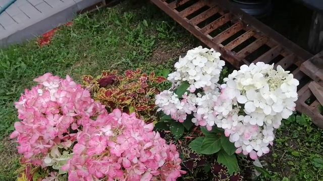 Гортензия метельчатая - Даймонд Руж!!!? смотреть онлайн