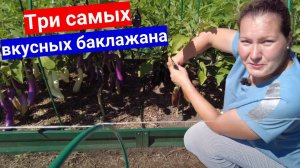 Три самых вкусных баклажана. Урожайные грядки 2023 от Анны Жихаревой.