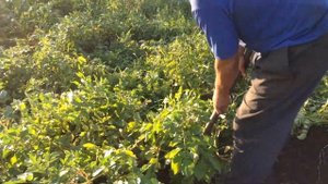 С одного посаженного ведра собрали 26 ведер картофеля сорта "Ирбитский".