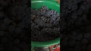 Варенье из винограда Изабелла