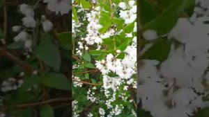Дейция белоснежная в цвету.Кустарник.Многолетник.