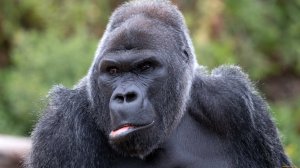 Звук гориллы: какой звук издаёт горилла / Gorilla sound