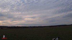 Охота в поле с легавой. Английский пойнтер.