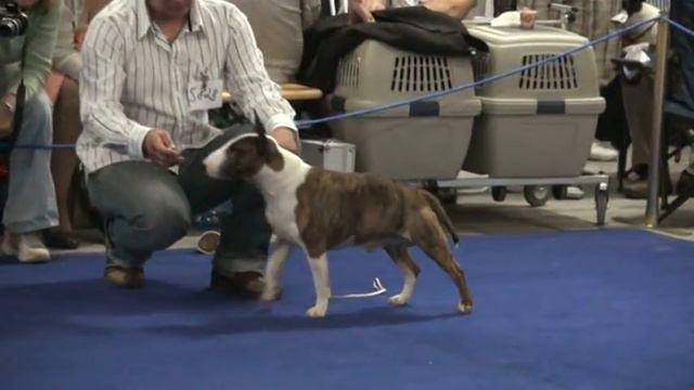 WDS 2009, Miniature bull terriers смотреть онлайн