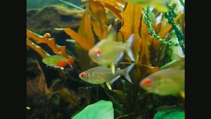 #Aquarium. Лимонная тетра. Аквариум моего друга.