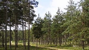 А.Алябьев. Романс на стихи А.Дельвига. "Соловей"