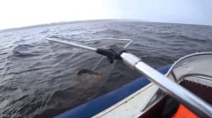 Рыбалка мечты? ГИГАНТСКИЕ ОКУНИ ГНУТ УДОЧКИ и РВУТ ПРИМАНКИ? Ловля Крупного Окуня в ноябре на Волге