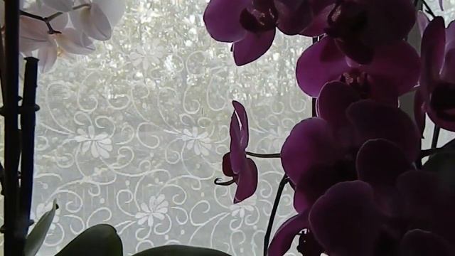 ОРХИДЕИ ФАЛЕНОПСИС Ответ на комментарий смотреть онлайн