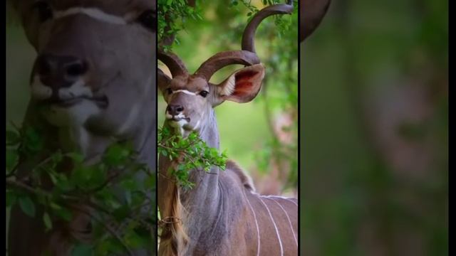 Антилопа куду лакомится хрустящими зелёными листьями