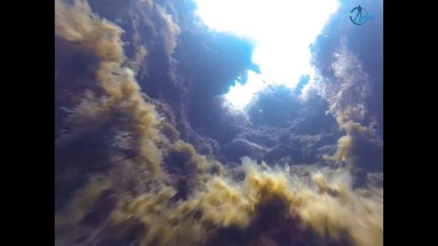 Дайвинг на Тарханкуте. Снорклинг