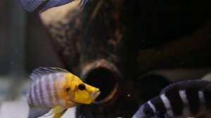 Altolamprologus compressiceps Gold head ....и некоторые другие.