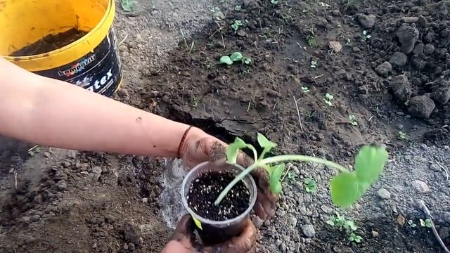 Высадка рассады тыквы. Как высаживать рассаду из стаканчиков, секрет высадки смотреть онлайн