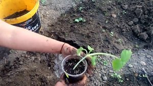 Высадка рассады тыквы. Как высаживать рассаду из стаканчиков, секрет высадки