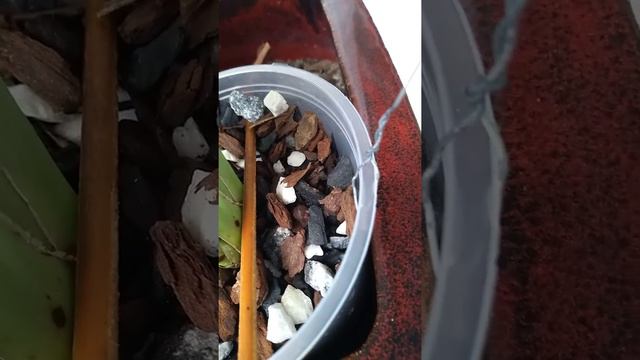 Miltonias смотреть онлайн