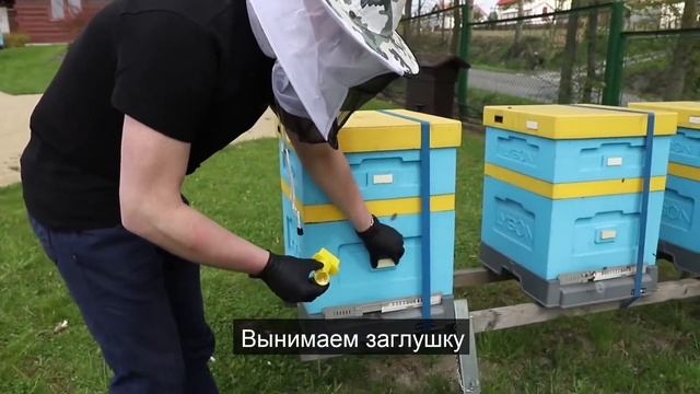 Индикатор роя