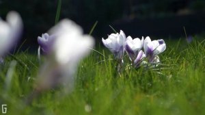 Beautiful Crocus Lawn: a collection of purple, yellow & white flowers best suited for a crocus lawn