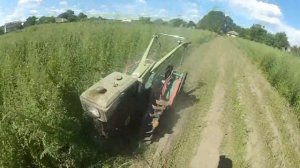 Мульчер для картофельной ботвы и буръянов в работе.