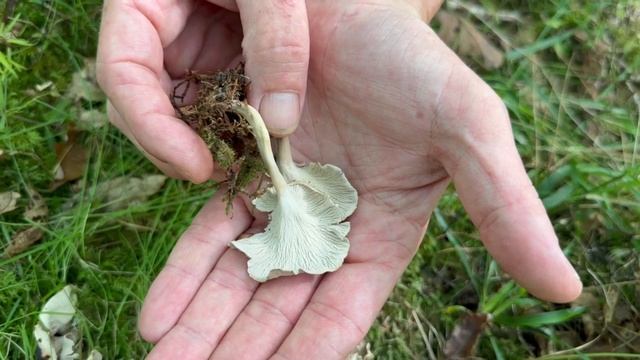 Identifying the Sinuous Chanterelle, Pseudocraterellus undulatus смотреть онлайн