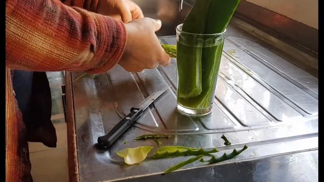 Cómo Hacer Gel de Aloe Vera, Aloe candelabro o Sabila y cómo conservarlo смотреть онлайн