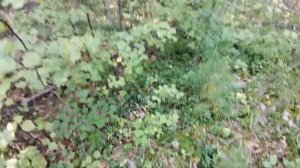 Кедровые шишки. Кедровый орех. Как легко отшелудить шишки.