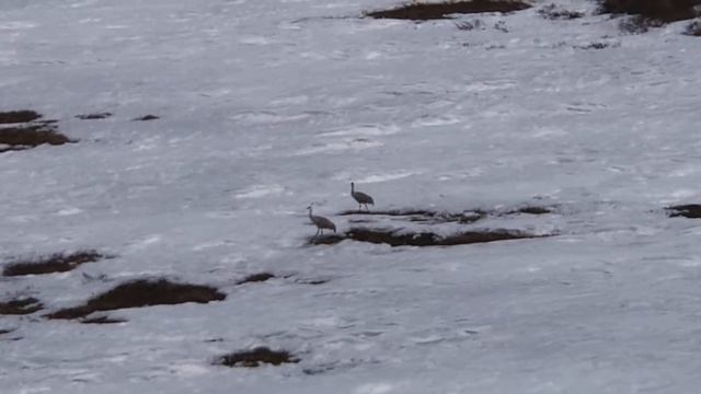 Канадский журавль, пара.. смотреть онлайн
