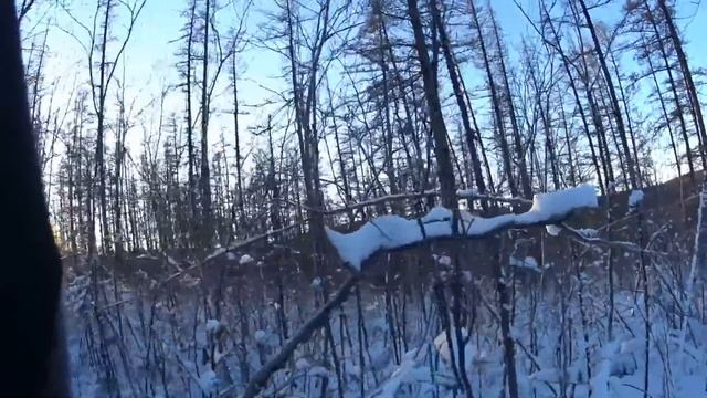 Охота на соболя с лайками. Трудовой соболь смотреть онлайн