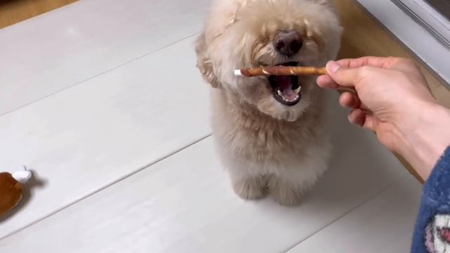 My Dog Came To Steal New Year's Money