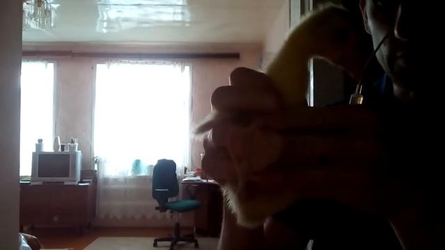 Пропоил гусят от сальмонеллёза. смотреть онлайн