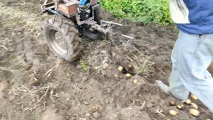 Копаем картофель ПО МОКРОЙ ЗЕМЛЕ веерной копалкой