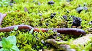 Монстры под землей: необычайно огромные черви нашей планеты!