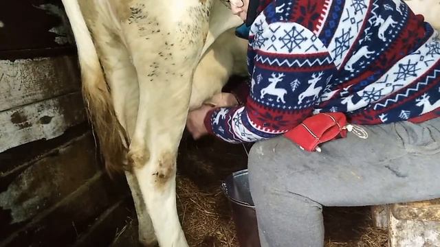 УТРЕННЯЯ ДОЙКА МАНЕЧКИ ,УТРОМ МУЖ ПОИТ КОРОВ И БЫКОВ смотреть онлайн