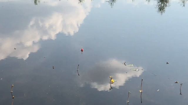 Отправился на рыбалку, удочка в дугу! Ловлю страшных хищников)) Ужик, жуки плавунцы, береговые осы. смотреть онлайн