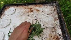 Муравьи на пасеке. Сравниваем способы как избавиться от муравьев
