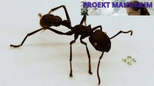 РОБОТ МУРАВЕЙ  ROBOT ANT микро робот