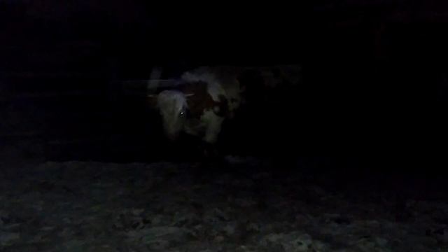 Буйный бык сорвался ночью. - 30 мороза  . Разогнал всех. - жизнь за городом. смотреть онлайн