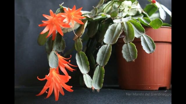 Timelapse Hatiora gaertneri - cactus flowers смотреть онлайн