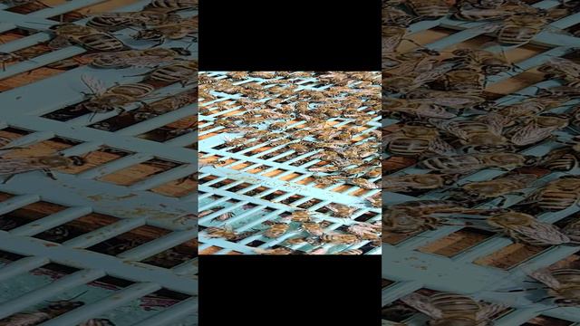 Как пчёлы уничтожают молодую матку
