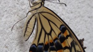 ЯПОНСКАЯ БАБОЧКА. Превращение из  гусеницы в ПРЕКРАСНУЮ БАБОЧКУ