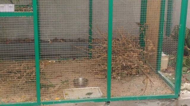 Чиж, щегол седоголовый, щегол, зеленушка, реполов, горная овсянка смотреть онлайн