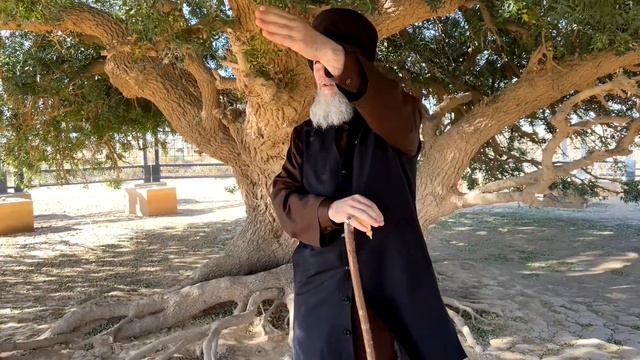 Шейх Салах-Хаджи рассказывает о благословенном дереве, под которым отдыхал Лучший из людей ﷺ смотреть онлайн