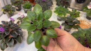 Миниатюрные фиалки. Старожилы коллекции