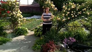 Цветник в июне.Что посадить для непрерывного цветения и минимального ухода . Часть 2.