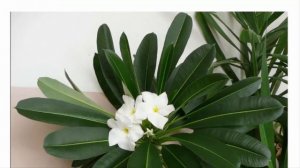 Пахиподиум. Мадагаскарская пальма. Красивые растения для дома и сада.