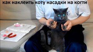 Как наклеить коту насадки на когти - антицарапки