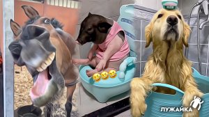 Смешные животные – собачий банный день, свинья в туалете, и ржущий конь