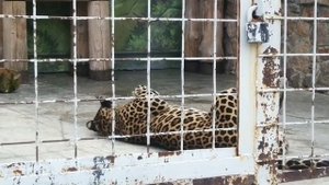 Африканский леопард Амир становится более общительным ♥️