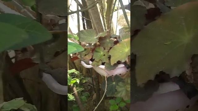 амазонское тропическое растение
