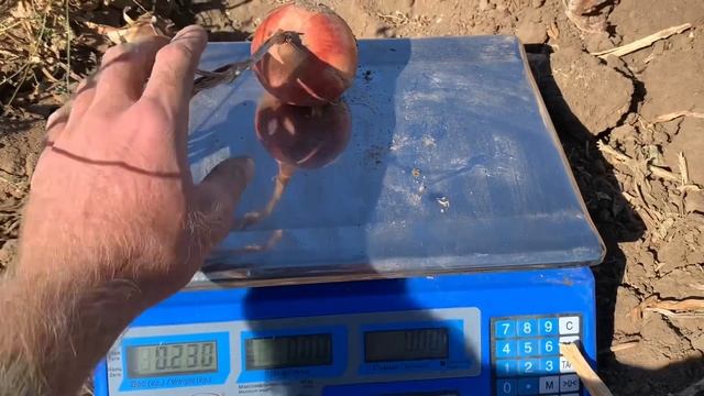 Лук ДАММИКА от Agri Saaten. Шикарный урожай превосходного качества. смотреть онлайн